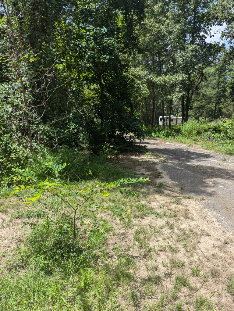 Spruce Ln photo 14