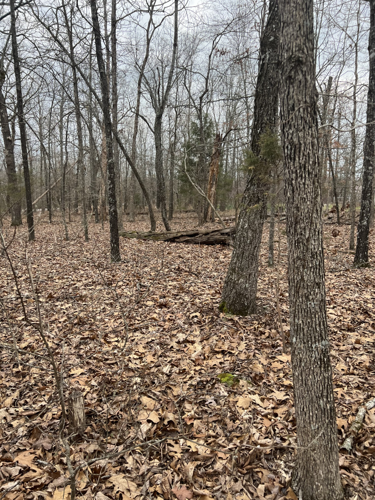 901 White Oak photo 22