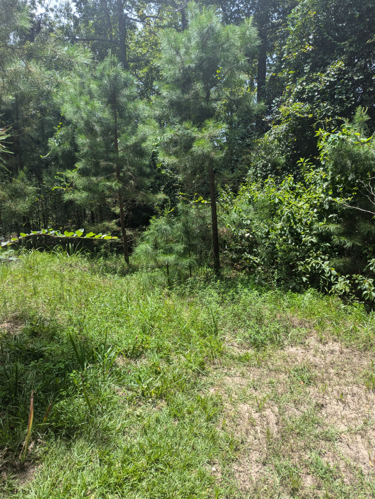 Spruce Ln photo 16