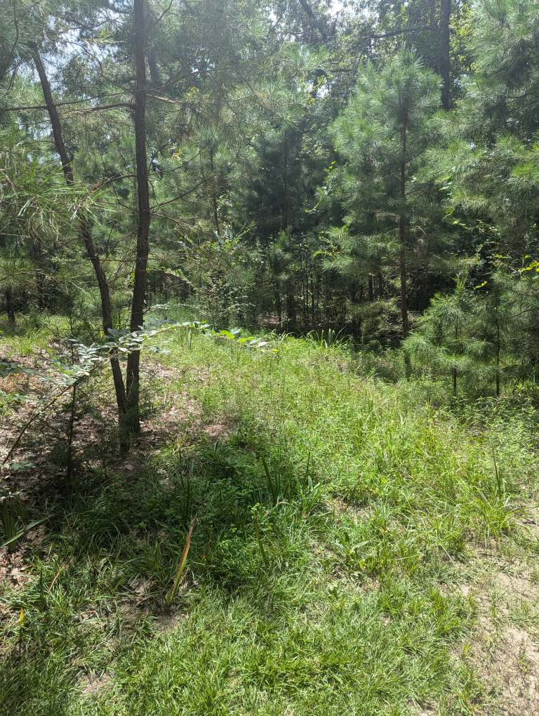 Spruce Ln photo 17