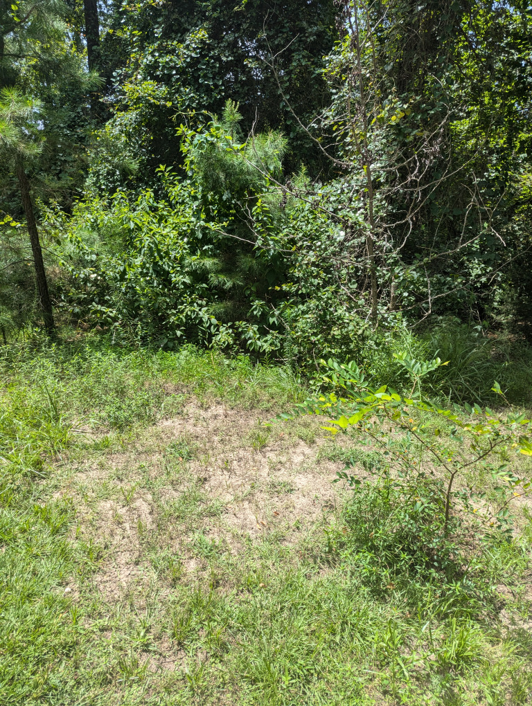 Spruce Ln photo 15